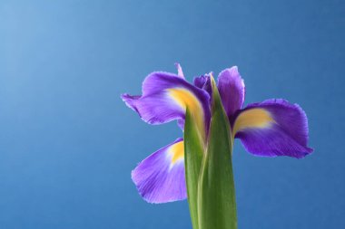 Mavi arka planda iris çiçeği