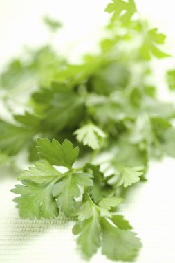 Beyaz arka planda bir demet taze maydanoz
