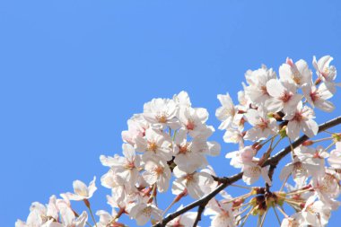 Güzel çiçekler, yakın görüş, doğa konsepti.