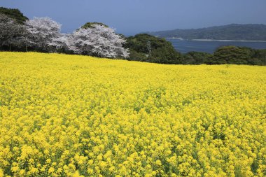 Güzel çiçekler, yakın manzara, yaz konsepti.