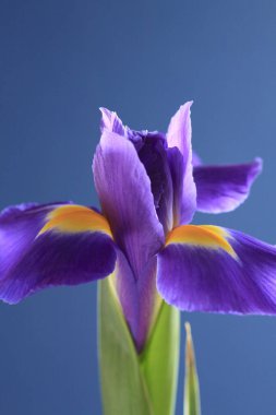 Mavi arkaplanda irisin kapatılması.