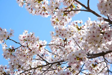 İlkbaharda kiraz ağacı çiçek açar. 
