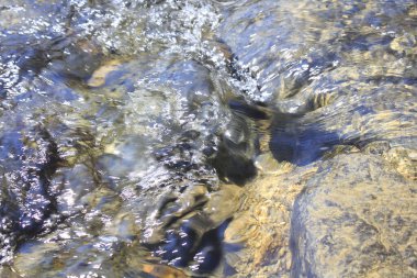 Nehirdeki su dalgaları