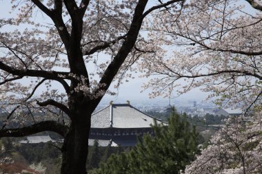 Japonya 'da kiraz çiçeği