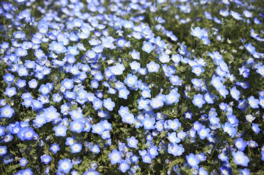 Çayırdaki mavi çiçekler