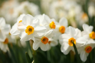 Renkli bahar çiçekleri güneş ışığında çiçek açıyor 