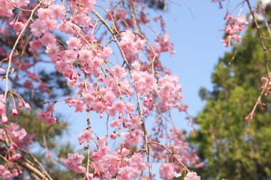 Renkli bahar çiçekleri güneş ışığında çiçek açıyor 