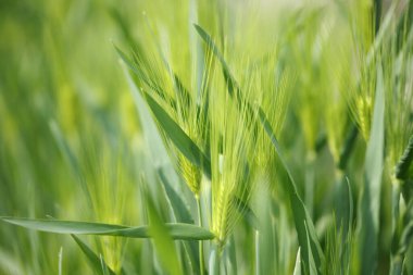 Yeşil buğday tarlası ve yeşil buğday başakları. tarımsal altyapı