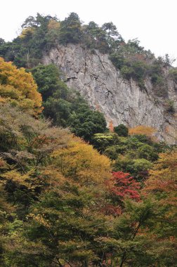 Dağ ormanlarındaki ağaçlar renkli yapraklarla kaplıdır.
