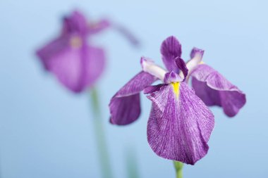 Mor iris çiçeğinden elbiseler