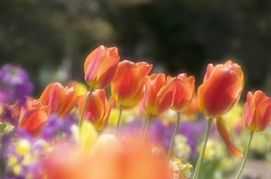 Güzel laleler, arka planı kapatın. 