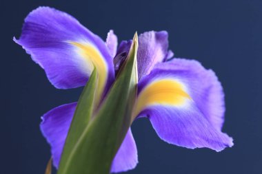 Güzel çiçekler, yakın görüş, bitki konsepti.