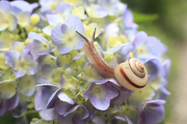 Bulanık bir geçmişi olan bir çiçek üzerinde sürünen bir salyangoz.