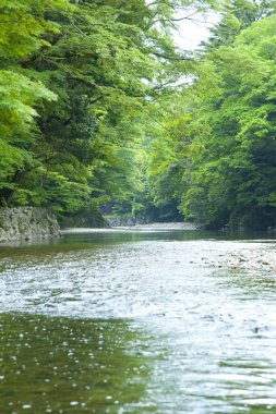 Ormandaki nehrin güzel manzarası
