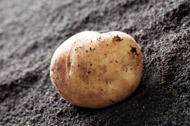 Siyah toprakta çiğ organik patates