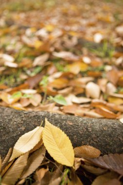 Sonbahar yaprakları, kapatın.