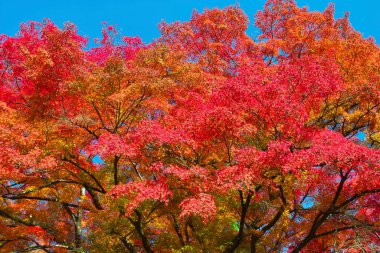 Japonya 'da sonbahar yaprakları tapınakta