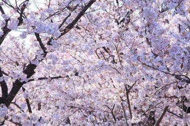 Tokyo 'da kiraz çiçeği, Japonya