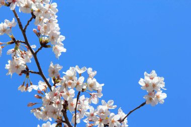 Çiçeklerle kaplı ağaç dalları 