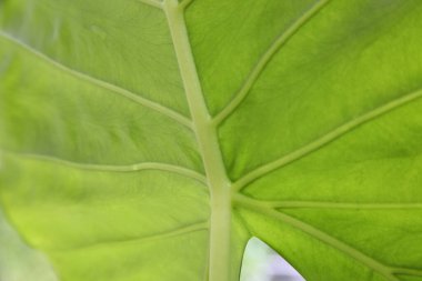 yeşil yaprak dokusu arkaplanı