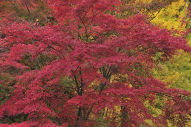 Japonya 'da sonbahar yaprakları parka 