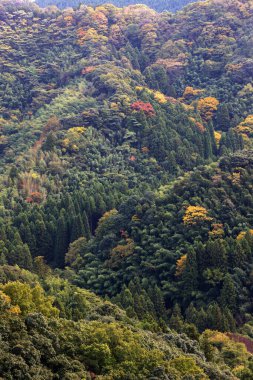 Renkli ağaçlarla dolu sonbahar manzarası