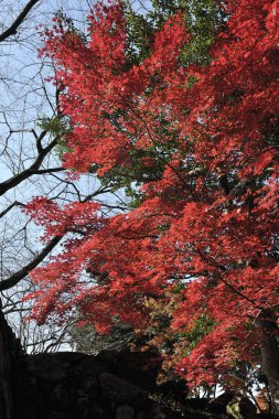 Sonbahar yaprakları ağaçlarda, sonbahar mevsimi