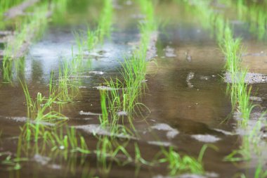 pirinç tarlasında sudaki pirinç fideleri