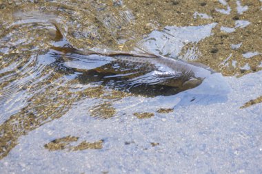 Göl suyunda alabalık balığı