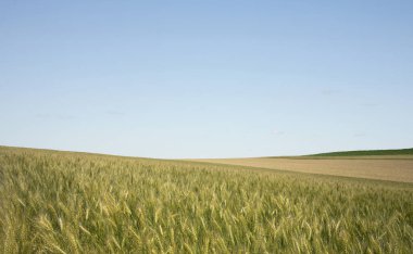 Arka planda mavi gökyüzü olan altın buğday tarlası