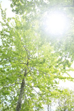 Yaz parkında gündüz vakti yeşil bitkiler ve ağaçlar 