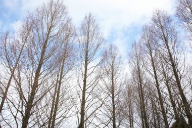 Bahar ormanında huş ağaçları