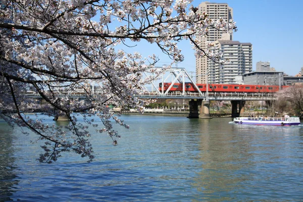 Kwiat Wiśni Japonii — Zdjęcie stockowe