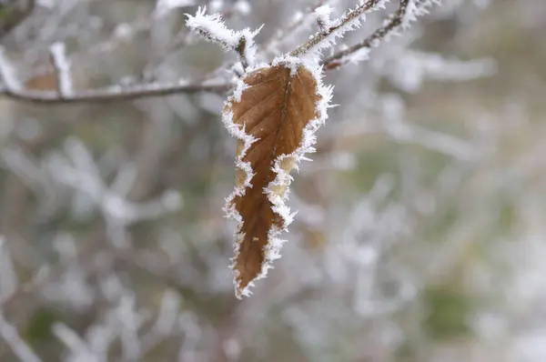 Rama Árbol Congelada Con Escarcha —  Fotos de Stock