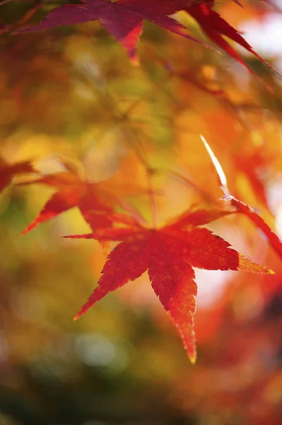 Ormanda Kızıl Sonbahar Yaprakları — Stok fotoğraf