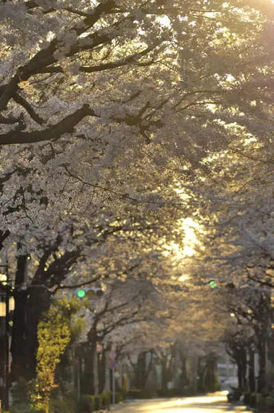 Cherry Blossom Tóquio Japão — Fotografia de Stock