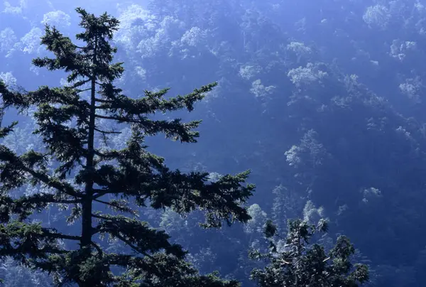Dağlarda Ağaçlar — Stok fotoğraf