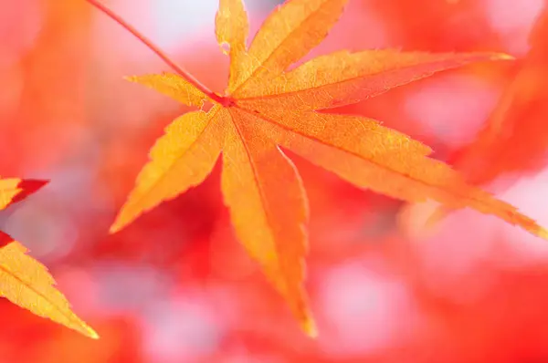 Осіннє Листя Восени Листя Флори Японії — стокове фото