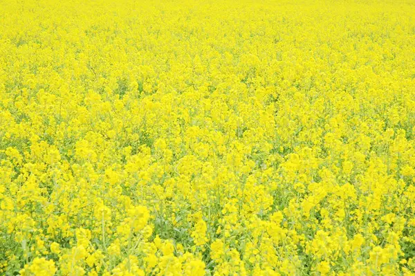 Piękne Żółte Musztarda Kwiaty Tle Natury — Zdjęcie stockowe
