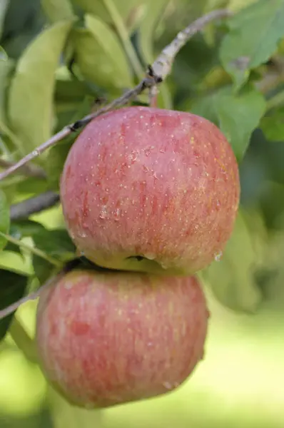 木の枝の赤いリンゴ 夏の日 — ストック写真