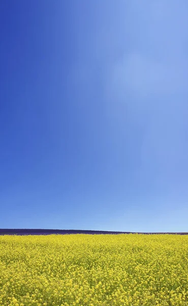 田舎の美しい黄色いラピーズフィールドと青い空 — ストック写真