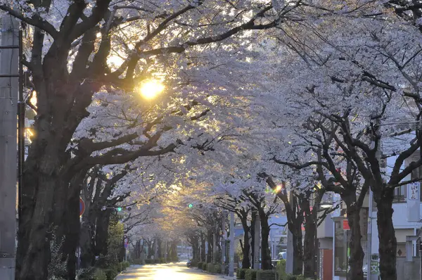 Токіо Осінній Пейзаж Дерева — стокове фото