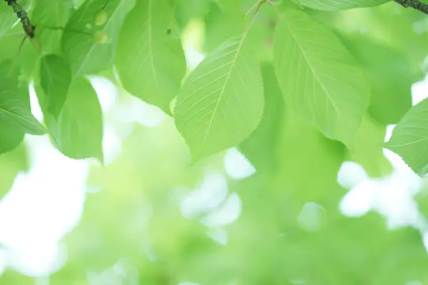 Folhas Verdes Primavera Frescas Árvore Natureza Fundo — Fotografia de Stock