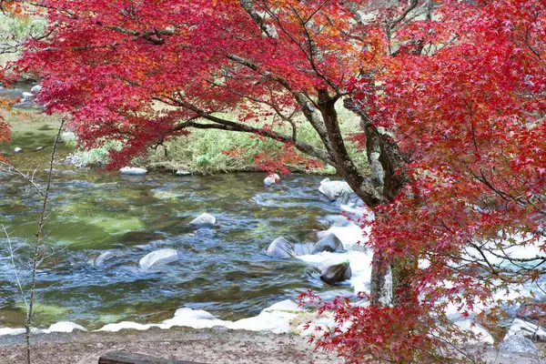 Красочные Осенние Деревья Красными Листьями — стоковое фото