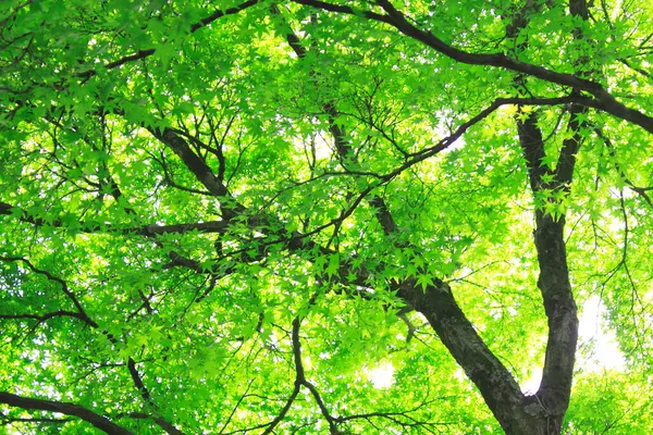 Zöld Levelek Erdő Természetben Háttér — Stock Fotó