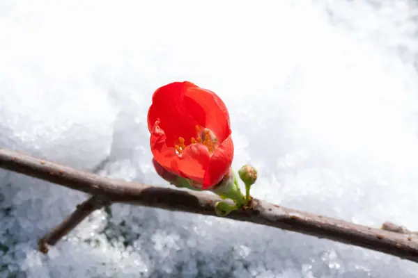 Espectacular Flor Roja Membrillo Japonés Con Nieve — Foto de Stock