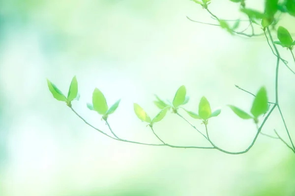 Čerstvé Jarní Zelené Listy Stromě Pozadí Přírody — Stock fotografie