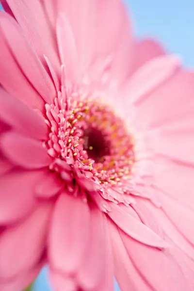 美しい花 クローズアップビュー フローラコンセプト — ストック写真