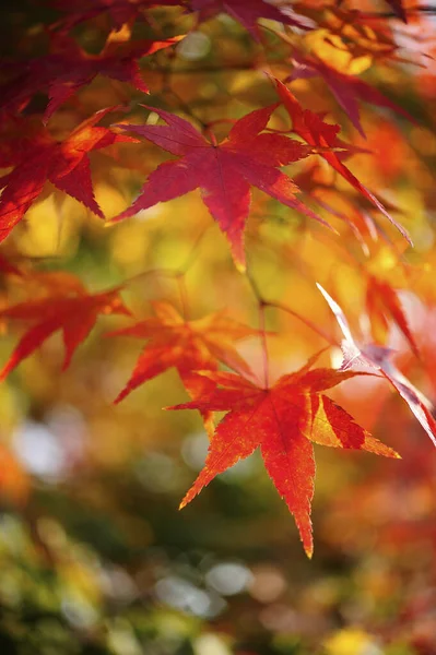 Κόκκινα Φθινοπωρινά Φύλλα Στο Δάσος — Φωτογραφία Αρχείου