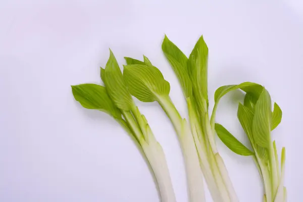 Маленькие Зеленые Растения Изолированы Белом Фоне — стоковое фото